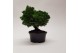Bonsai teeltpot 