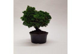 Bonsai teeltpot