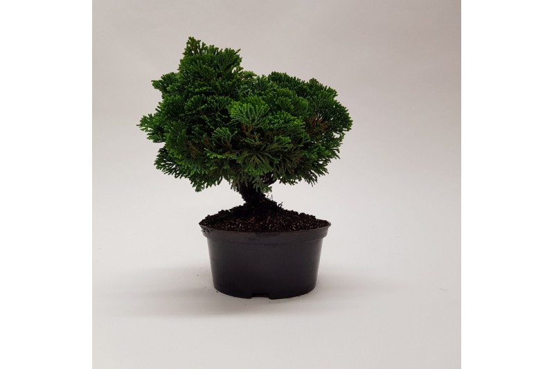 Bonsai teeltpot 