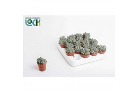 Echeveria hookeri