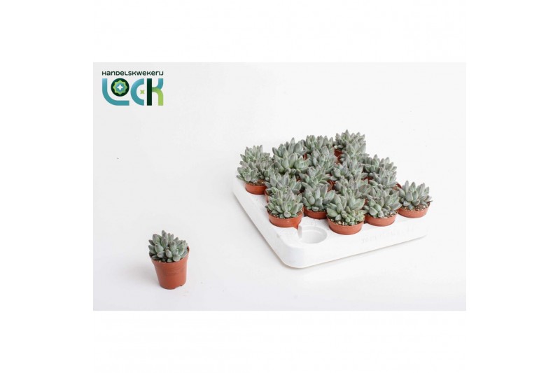 Echeveria hookeri 