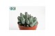 Echeveria hookeri 