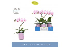 Phalaenopsis roze 1 tak balletto curl in lilac molise aquo