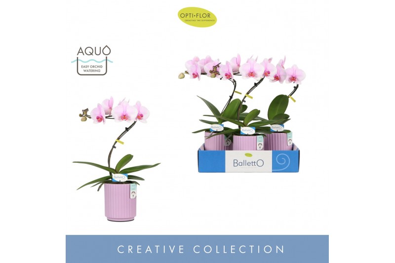 Phalaenopsis roze 1 tak balletto curl in lilac molise aquo 