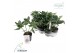 Helleborus orientalis verboom cinderella groen/stadium 1 