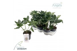 Helleborus orientalis verboom cinderella groen/stadium 1
