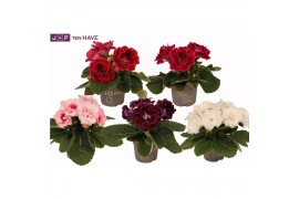 Sinningia sonata mix decorum