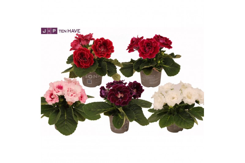 Sinningia sonata mix decorum 