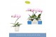 Phalaenopsis roze 1 tak in wit lazio 
