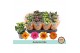 Kalanchoe calandiva mix Kalanchoe autumn mix 