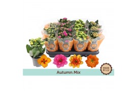 Kalanchoe calandiva mix Kalanchoe autumn mix
