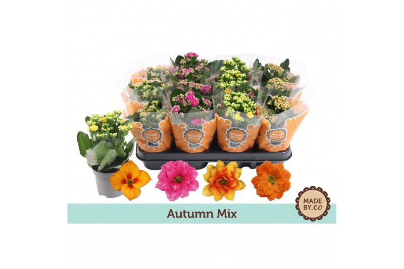 Kalanchoe calandiva mix Kalanchoe autumn mix 
