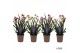 Anigozanthos mix Beauty Mix in Tray 