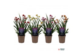 Anigozanthos mix Beauty Mix in Tray