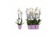 Phalaenopsis white world 3 tak - 18+ bloemen lila keramiek 