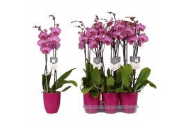 Phalaenopsis floriclone paso robles Phalaenopsis Paso Robles, 2-spike 