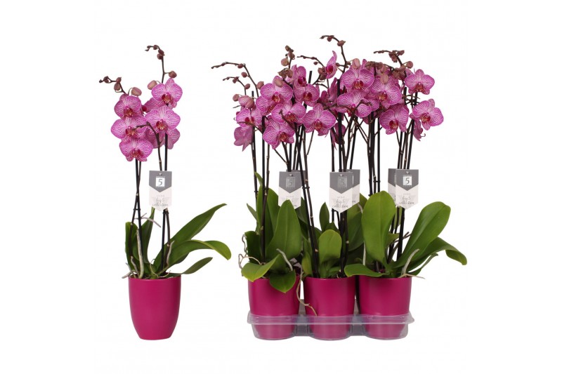 Phalaenopsis floriclone paso robles Phalaenopsis Paso Robles, 2-spike  