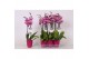 Phalaenopsis floriclone paso robles Phalaenopsis Paso Robles, 2-spike  