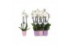 Phalaenopsis white world 3 tak - 18+ bloemen mix keramiek 