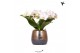Phalaenopsis multiflora wit halo in elite pot copper kolibri orchids 