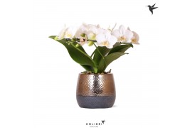 Phalaenopsis multiflora wit halo in elite pot copper kolibri orchids