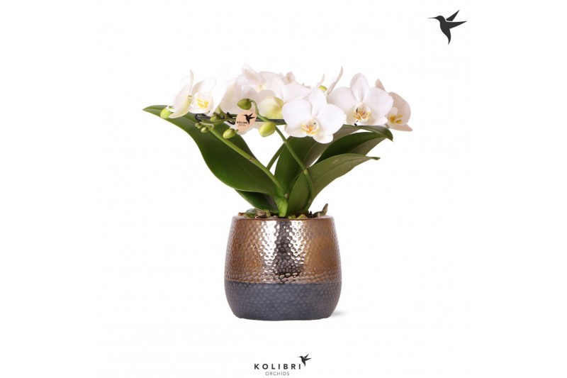 Phalaenopsis multiflora wit halo in elite pot copper kolibri orchids Phalaenopsis multiflora wit halo in elite pot copper kolibri orchids