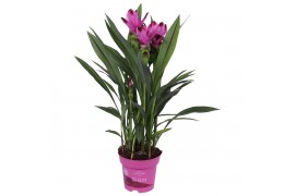 Curcuma alismatifolia siam splash 6+ bloem