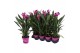 Curcuma alismatifolia siam splash 6+ bloem 