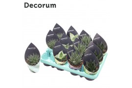 Aloe mix 4 spc. decorum
