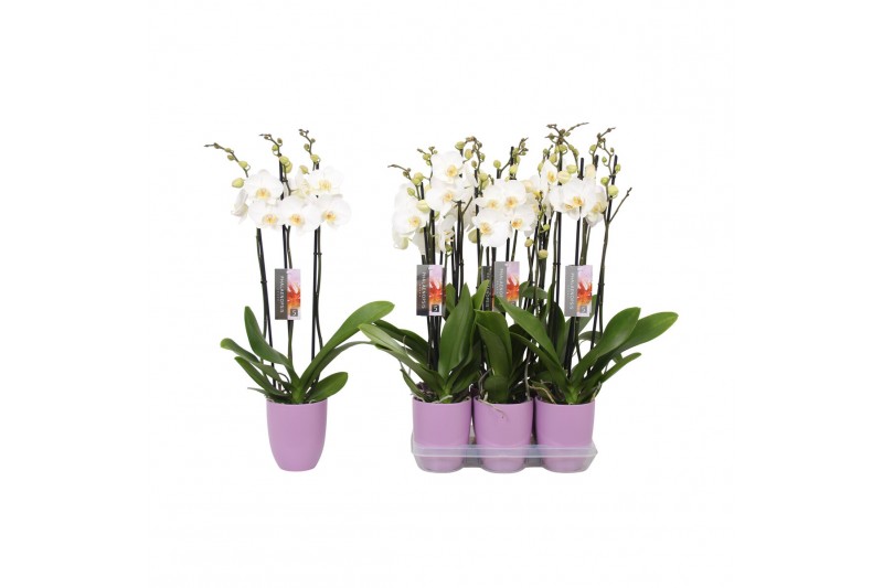 Phalaenopsis anthura madrid 3 tak - 22+ bloemen lilac keramiek Phalaenopsis anthura madrid 3 tak - 22+ bloemen lilac keramiek