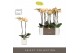 Phalaenopsis geel Optistar - Parton - 2 tak - Molise White Aquo 