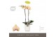 Phalaenopsis geel Optistar - Parton - 2 tak - Molise White Aquo 