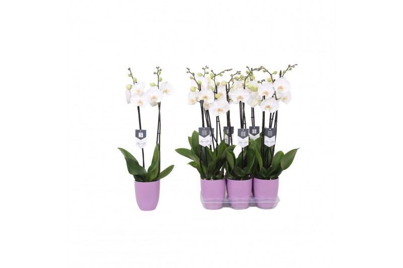 Phalaenopsis white world 2 tak - 16+ bloemen lila keramiek 