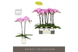 Phalaenopsis paars Optistar - Hendrix - 2 tak - Molise White Aquo