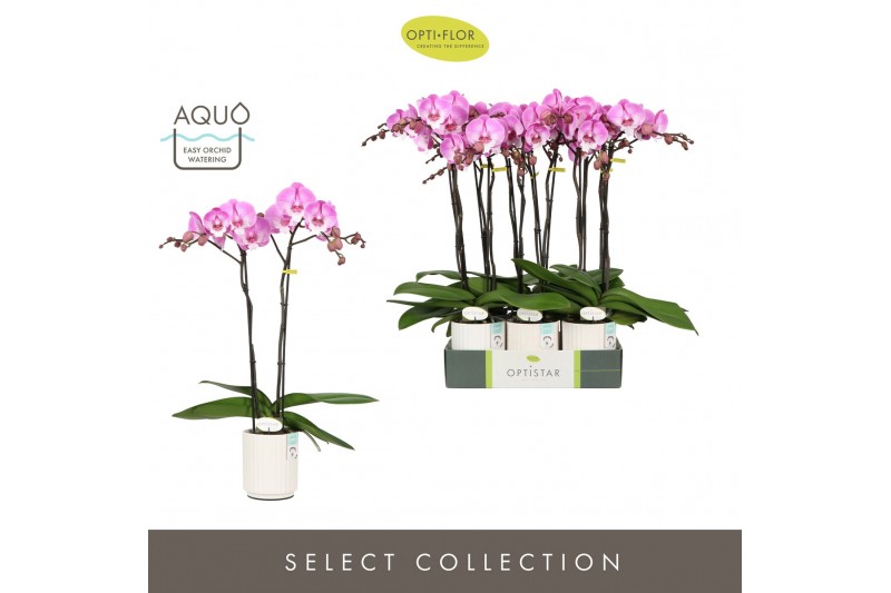 Phalaenopsis paars Optistar - Hendrix - 2 tak - Molise White Aquo 