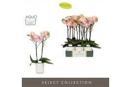 Phalaenopsis oranje Optistar - Lipa - 2 tak - Molise White Aquo