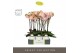 Phalaenopsis oranje Optistar - Lipa - 2 tak - Molise White Aquo 