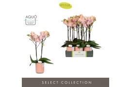 Phalaenopsis oranje Optistar - Lipa - 2 tak - Molise Salmon Aquo