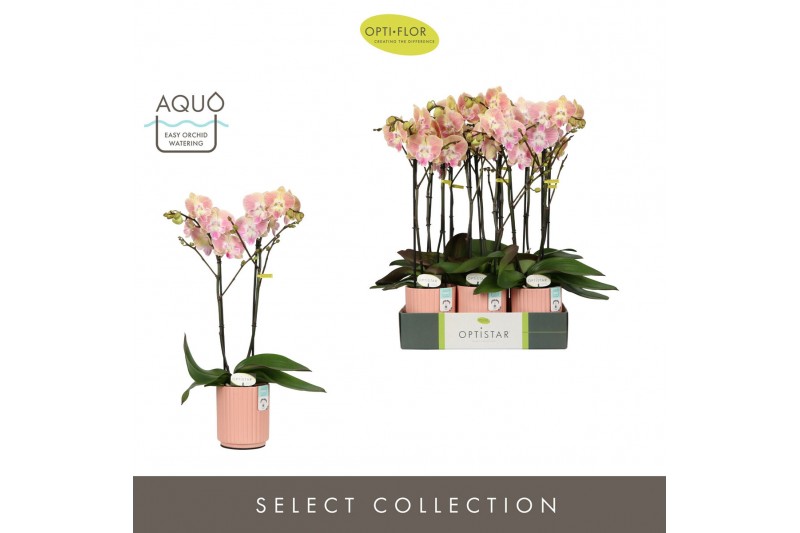 Phalaenopsis oranje Optistar - Lipa - 2 tak - Molise Salmon Aquo 