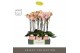 Phalaenopsis oranje Optistar - Lipa - 2 tak - Molise Salmon Aquo 