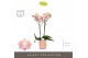Phalaenopsis oranje Optistar - Lipa - 2 tak - Molise Salmon Aquo 