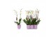 Phalaenopsis anthura madrid 2 tak - 18+ bloemen lila keramiek 