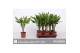 Dracaena mix 2 Dracaena 2 color mix, 11 cm pot 1 pp 1 tak/plnt 