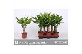 Dracaena mix 2 Dracaena 2 color mix, 11 cm pot 1 pp 1 tak/plnt