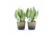 Sansevieria trifasciata moonshine Sanseviera Moonshine in Lunar kerami 