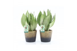 Sansevieria trifasciata moonshine Sanseviera Moonshine in Lunar kerami
