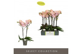 Phalaenopsis oranje Optistar - Lipa - 2 tak