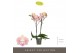 Phalaenopsis oranje Optistar - Lipa - 2 tak 