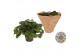 Peperomia albovittata rana verde must have 