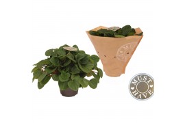 Peperomia albovittata rana verde must have